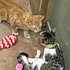 photo thumbnail
