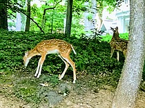 photo thumbnail