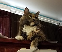 photo thumbnail