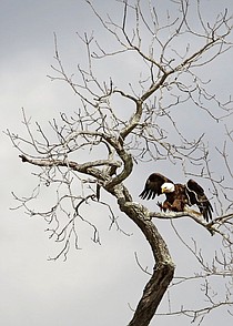 photo thumbnail