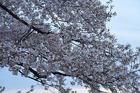 Photo detail