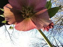 photo thumbnail