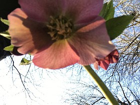 Photo detail