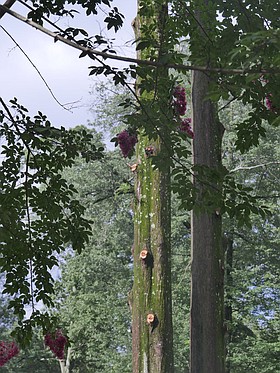Photo detail