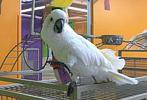 photo thumbnail