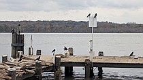 photo thumbnail
