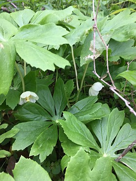 Photo detail