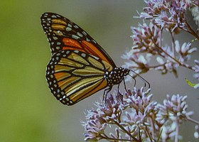 Photo detail