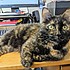 photo thumbnail