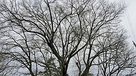 Photo detail
