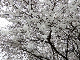 Photo detail