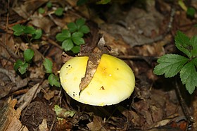 Photo detail