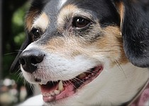 photo thumbnail