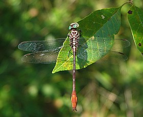 Photo detail