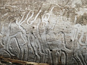 Photo detail
