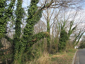 Photo detail