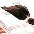 photo thumbnail