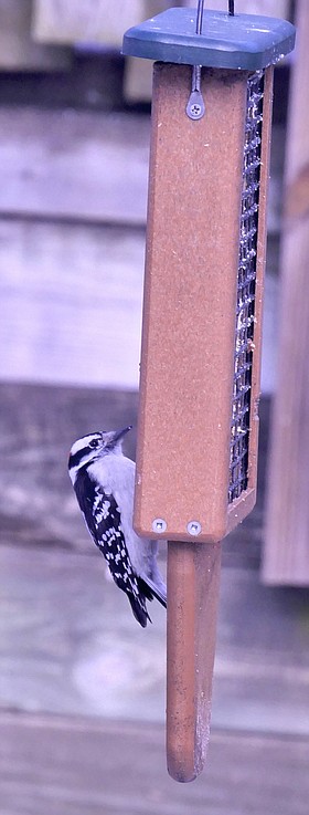 Photo detail
