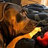 photo thumbnail