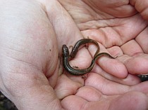 photo thumbnail