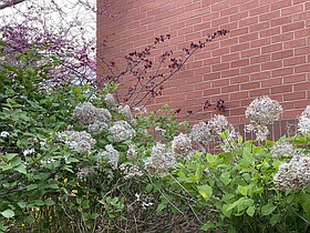 Photo detail