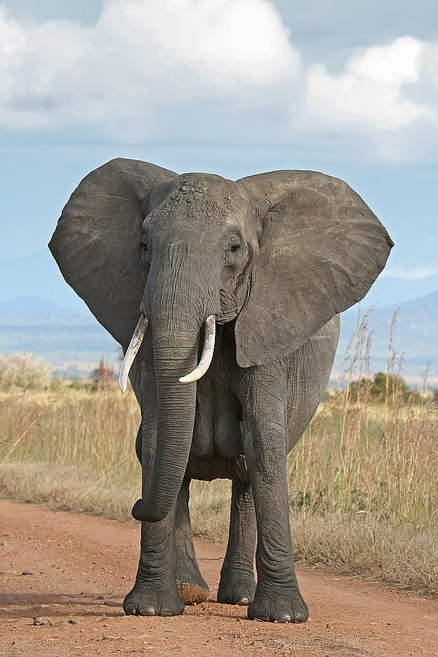 Elephants in captivity are the focus of recent actions to improve their treatment in the U.S.