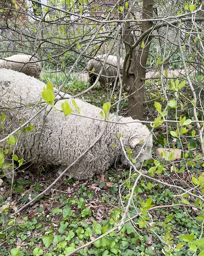 Sheep willingly work under low branches, ideal for pruning the Rivera’s atypically treed front yard