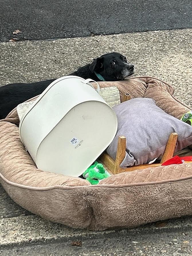 This dog was left at the Animal Welfare League of Arlington with his bed and other items.