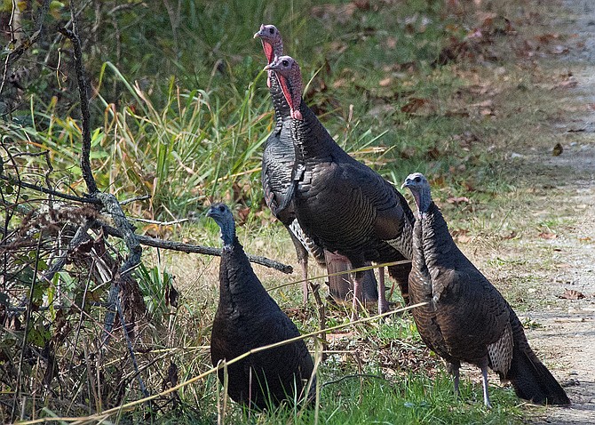 Two tom and two hen turkeys.  Photo by Randy Streufert