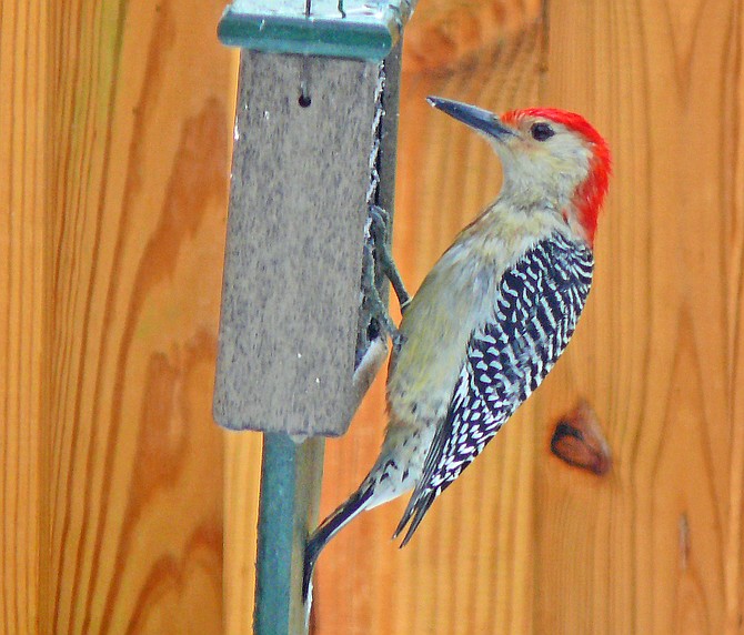 A red-bellied woodpecker