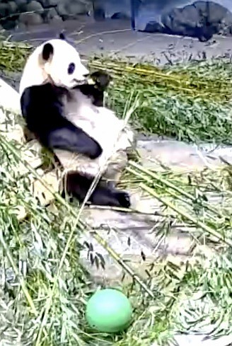 This National Zoo panda’s bamboo meal could have been harvested in Fairfax County