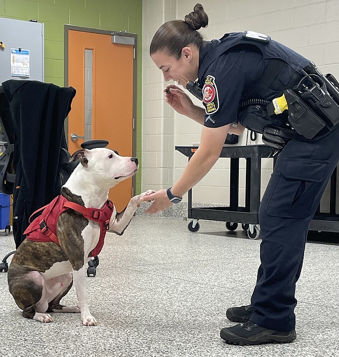 Dog cruelty victim greets his rescuer and accepts a treat at the animal shelter after his release from the veterinary hospital
