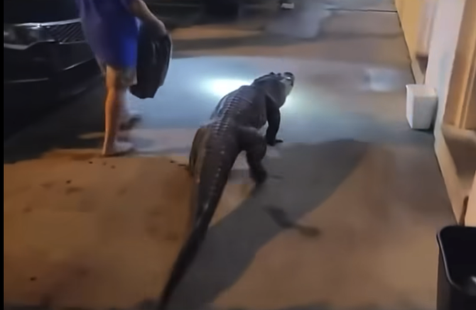 Alligator estimated to be six-feet long at a motel on Richmond Highway, viewed on police body camera..
