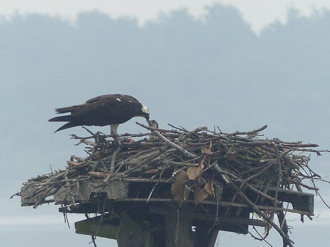 Osprey and their young at the Belle Haven Marina platform nest on June 18, 2025.