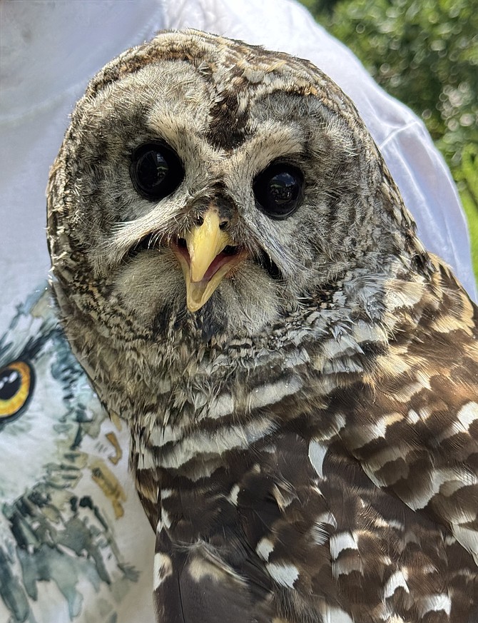 Scarlett, a Barred Owl, another car injury victim, has a distinctive hooting call