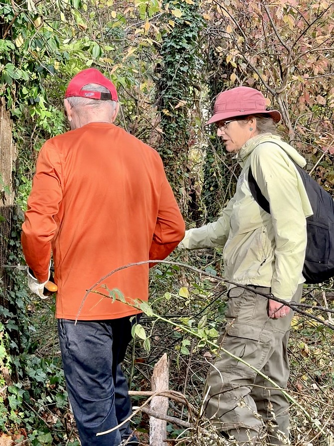 Margaret Fisher, a Master Naturalist, instructs on techniques to properly remove English Ivy without damaging tree bark