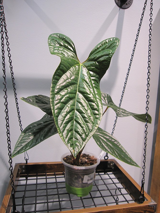 A happy bunny plant, a hybrid from Ecuador which got its name because the top of the leaves look like rabbit ears.