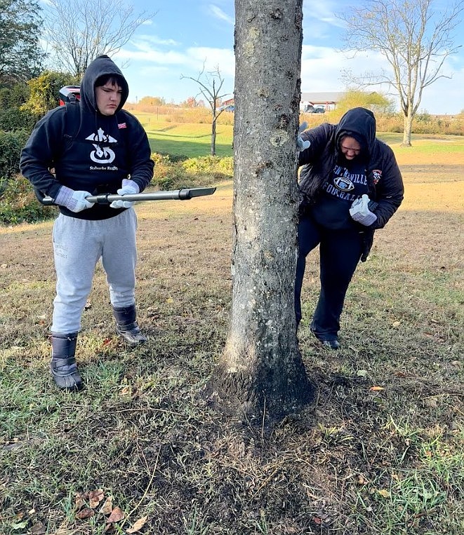 Alexandre Molina and his mom, Dorothy Steel, of Centreville, use both the vacuum and stomp methods for removing Spotted Lantern Fly insects from a Tree of Heaven covered with blackened honeydew