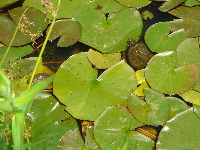 This turtle in the wetland plants of Little Hunting Creek is an example of the wildlife people may see from the overlook.