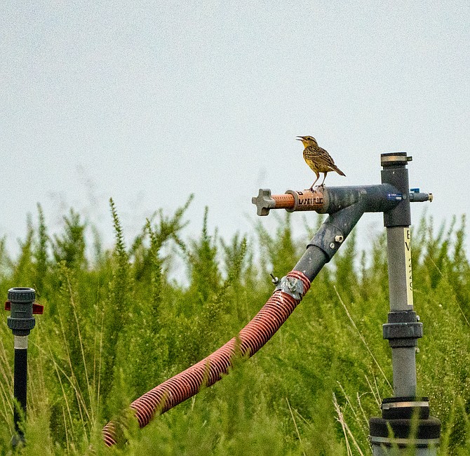 The no-mow zone continues to provide critical habitat during the peak breeding and nesting season, attracting birds like the Eastern Meadowlark above, and grasshopper sparrow.