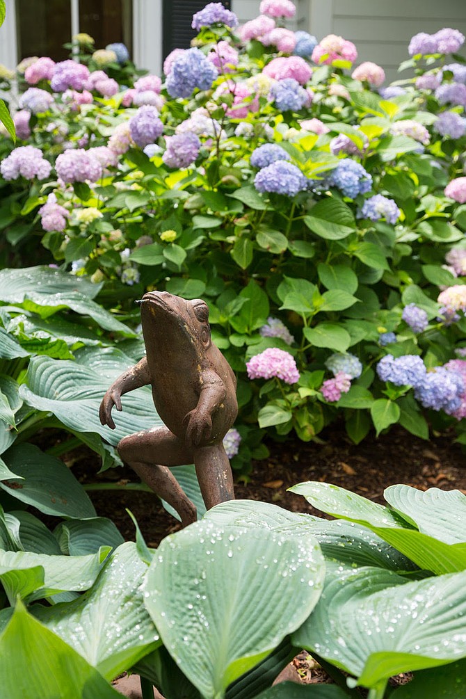 Lush hydrangea blooms create a vibrant focal point in the garden, accented by a playful frog sculpture.
