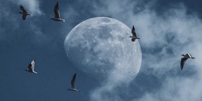 Bright city lights and skyglow can confuse birds migrating along the Atlantic Flyway, leading to fatal window collisions. Local conservation efforts this month are critical for their safe passage.