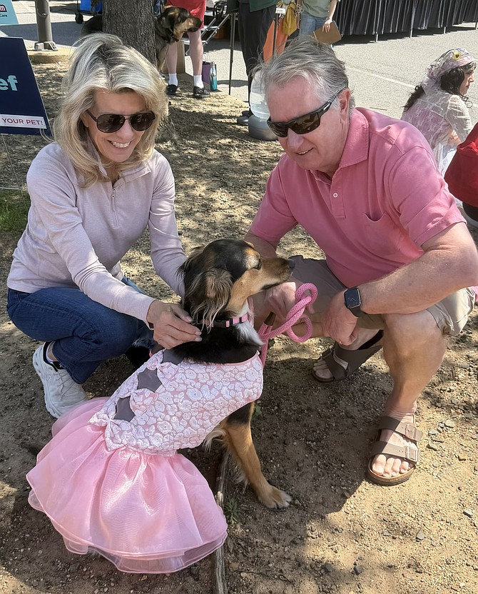 Janice and Karl Hobart prepare Pookie for the dog fashion show at the Del Ray Dog Fest April 12 at George Washington Middle School in Del Ray.