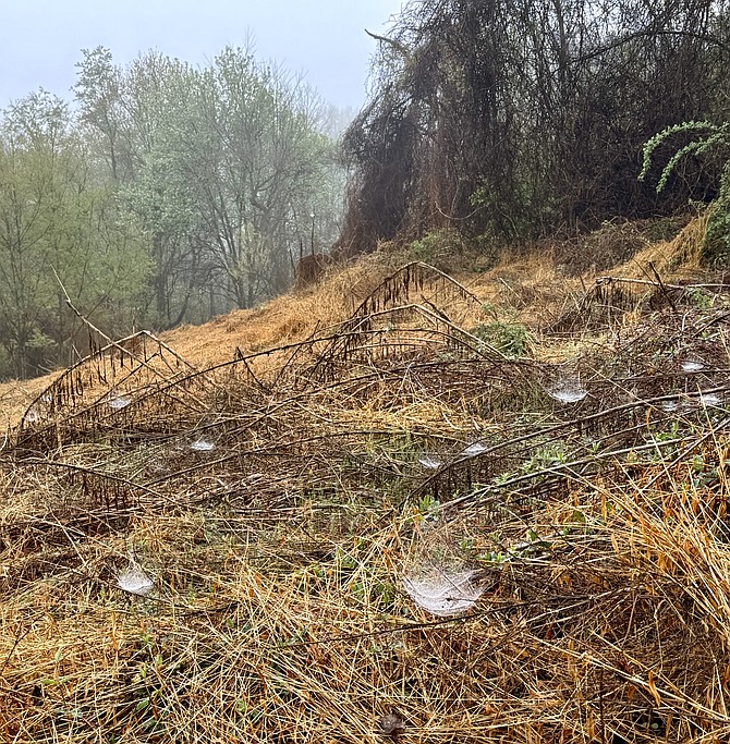 Morning dew reveals a mystery world of Bowl and Doily Spider webs in Laurel Hill Park