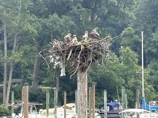 Ospreys keep an eye on the water.
