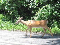 photo thumbnail